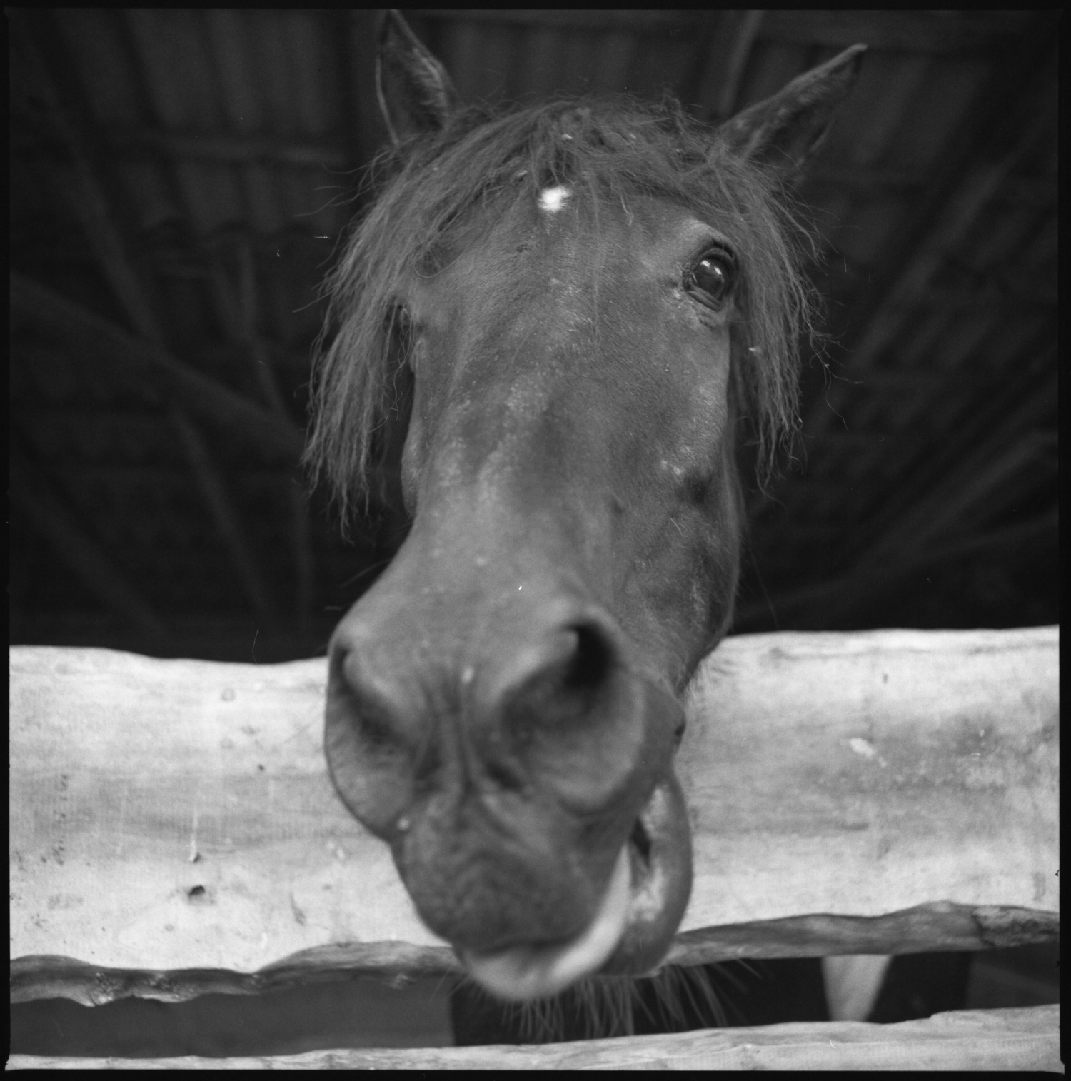 Glottertal Horse